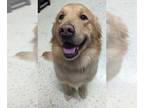 Golden Retriever DOG FOR ADOPTION RGADN-1241717 - Lucky - Golden Retriever Dog