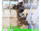 American Staffordshire Terrier Mix DOG FOR ADOPTION RGADN-1241727 - Loren -