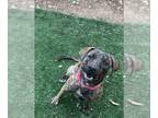 Boxer-Mastiff Mix DOG FOR ADOPTION RGADN-1241730 - Baby Girl aka WC Babe pup-