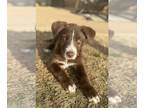 Australian Shepherd-Collie Mix DOG FOR ADOPTION RGADN-1241733 - Usher Rap -