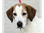 Beagle DOG FOR ADOPTION RGADN-1241740 - London2 - Beagle Dog For Adoption