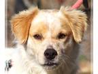 Australian Shepherd Mix DOG FOR ADOPTION RGADN-1241741 - Peanut - Australian