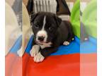 Staffordshire Bull Terrier Mix DOG FOR ADOPTION RGADN-1241746 - Benny -