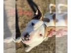 American Staffordshire Terrier Mix DOG FOR ADOPTION RGADN-1241762 - Roxy -