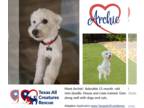 Poodle (Miniature) Mix DOG FOR ADOPTION RGADN-1241775 - Archie - Poodle