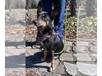 Chesapeake Bay Retriever Mix DOG FOR ADOPTION RGADN-1241778 - Tallulah -