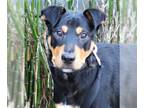 Labrottie DOG FOR ADOPTION RGADN-1241780 - Trapper - Rottweiler / Labrador