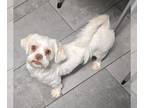 Shih Tzu DOG FOR ADOPTION RGADN-1241784 - Hillary - Shih Tzu (medium coat) Dog