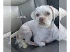 Shih Tzu DOG FOR ADOPTION RGADN-1241787 - Hotch - Shih Tzu (medium coat) Dog For