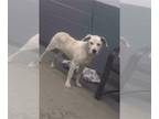 Great Pyrenees Mix DOG FOR ADOPTION RGADN-1241788 - BRIAN - Great Pyrenees /