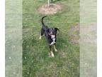 Shepweiller DOG FOR ADOPTION RGADN-1241799 - DEACON - Rottweiler / German