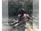Mastiff DOG FOR ADOPTION RGADN-1241822 - Honey - Mastiff Dog For Adoption