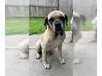 Mastiff DOG FOR ADOPTION RGADN-1241823 - Luke - Medical Hold - Mastiff Dog For