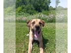 Mastiff Mix DOG FOR ADOPTION RGADN-1241824 - Rocky - Mastiff / Mixed (short