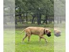 Mastiff DOG FOR ADOPTION RGADN-1241829 - Gus - Medical Hold - Mastiff Dog For