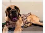Mastiff DOG FOR ADOPTION RGADN-1241829 - Gus - Medical Hold - Mastiff Dog For