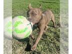 American Pit Bull Terrier Mix DOG FOR ADOPTION RGADN-1241865 - Moola/Mula (GA) -