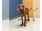 Redbone Coonhound DOG FOR ADOPTION RGADN-1241871 - Penelope - Redbone Coonhound