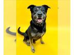 Shepweiller DOG FOR ADOPTION RGADN-1241884 - *KENT - Rottweiler / German