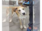 German Shepherd Dog-Siberian Husky Mix DOG FOR ADOPTION RGADN-1241887 - HAZEL -