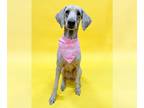 Labradoodle DOG FOR ADOPTION RGADN-1241888 - TINKERBELL - Labrador Retriever /