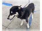 Mix DOG FOR ADOPTION RGADN-1241902 - *MISSOURI - Husky (medium coat) Dog For