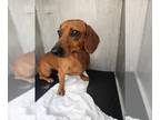 Dachshund DOG FOR ADOPTION RGADN-1241904 - A704111 - Dachshund (medium coat) Dog