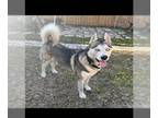 Mix DOG FOR ADOPTION RGADN-1241909 - SHADOW - Husky (medium coat) Dog For