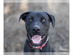 Shepradors DOG FOR ADOPTION RGADN-1241911 - BLAZE - Labrador Retriever / German