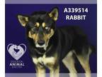 Siberian Husky Mix DOG FOR ADOPTION RGADN-1241912 - RABBIT - Siberian Husky /