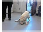 Chow Chow-German Shepherd Dog Mix DOG FOR ADOPTION RGADN-1241917 - SHEILA -