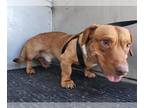 American Pit Bull Terrier-Dachshund Mix DOG FOR ADOPTION RGADN-1241920 - A070535