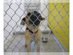 Boxer Mix DOG FOR ADOPTION RGADN-1241922 - A070550 - Boxer / Mixed (medium coat)