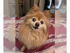 Pomeranian Mix DOG FOR ADOPTION RGADN-1241931 - Penelope - Pomeranian / Mixed