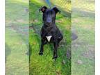 Labrador Retriever DOG FOR ADOPTION RGADN-1241932 - Sadie 24-74 - Labrador