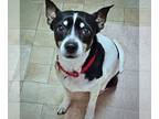 Rat Terrier DOG FOR ADOPTION RGADN-1241937 - Opie (WA) - Rat Terrier (short