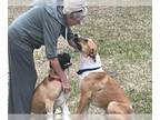 Great Dane Mix DOG FOR ADOPTION RGADN-1241938 - Odie - Great Dane / Mixed