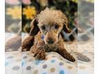 Poodle (Toy) DOG FOR ADOPTION RGADN-1241939 - Jerry - Poodle (Toy) (medium coat)