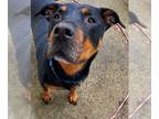 Rottweiler DOG FOR ADOPTION RGADN-1241941 - Ruby - Rottweiler Dog For Adoption