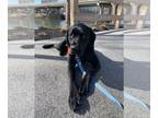 Labrador Retriever DOG FOR ADOPTION RGADN-1241944 - Tucker - Labrador Retriever