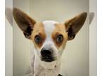 Rat Terrier Mix DOG FOR ADOPTION RGADN-1241945 - Woody (VA) - Rat Terrier /