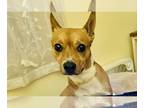 Jack Russell Terrier Mix DOG FOR ADOPTION RGADN-1241946 - Petey - Jack Russell