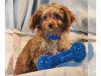 Poodle (Miniature) DOG FOR ADOPTION RGADN-1241950 - Petie - Poodle (Miniature) /