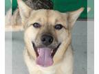 Shepradors DOG FOR ADOPTION RGADN-1241952 - NALA - Labrador Retriever / German