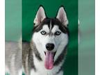 Mix DOG FOR ADOPTION RGADN-1241954 - DETROIT - Husky Dog For Adoption