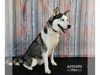 Siberian Husky DOG FOR ADOPTION RGADN-1241956 - COWBOY - Siberian Husky (medium