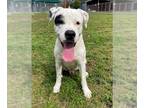 Dogo Argentino Mix DOG FOR ADOPTION RGADN-1241957 - MARSHMALLOW - Dogo Argentino