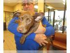 Basset Hound-Labrador Retriever Mix DOG FOR ADOPTION RGADN-1241983 - PIPPIN -