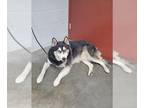 Mix DOG FOR ADOPTION RGADN-1242000 - TONKA - Husky (medium coat) Dog For
