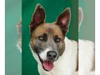 Canaan Dog Mix DOG FOR ADOPTION RGADN-1242004 - RAMBO - Canaan Dog / Mixed